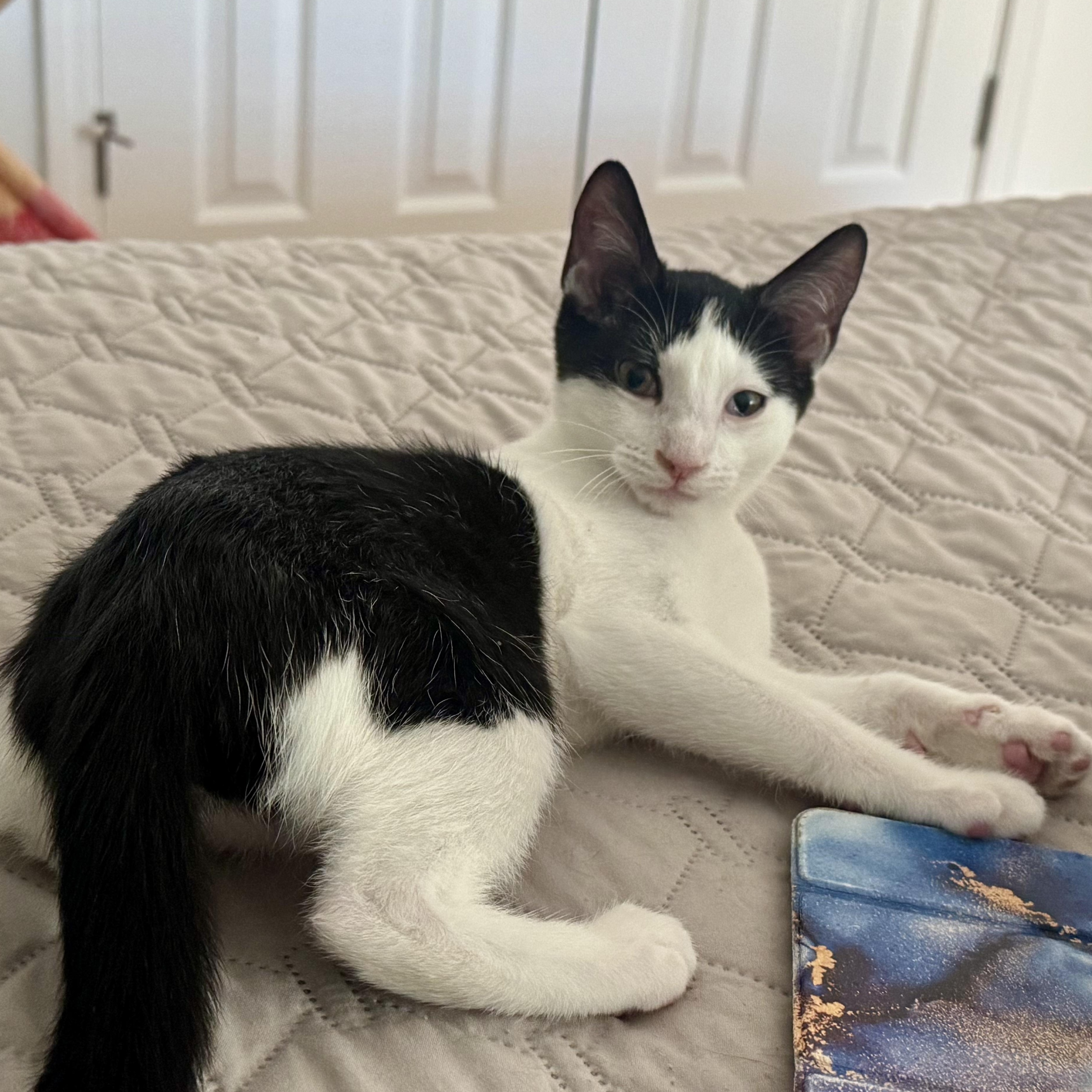 Kalea, a ADOPTABLE Domestic Short Hair in Memphis, TN image 4/6