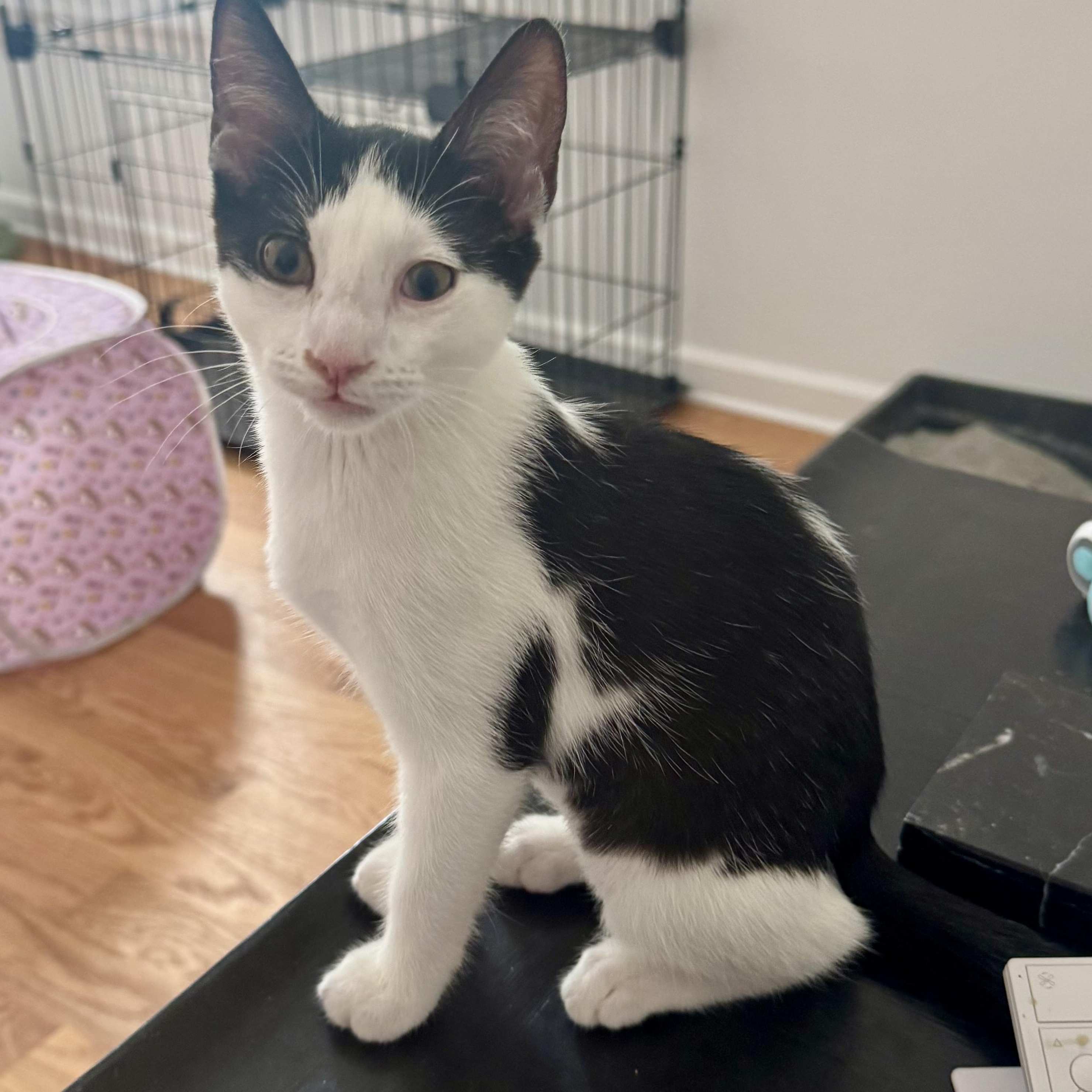 Kalea, a ADOPTABLE Domestic Short Hair in Memphis, TN image 6/6