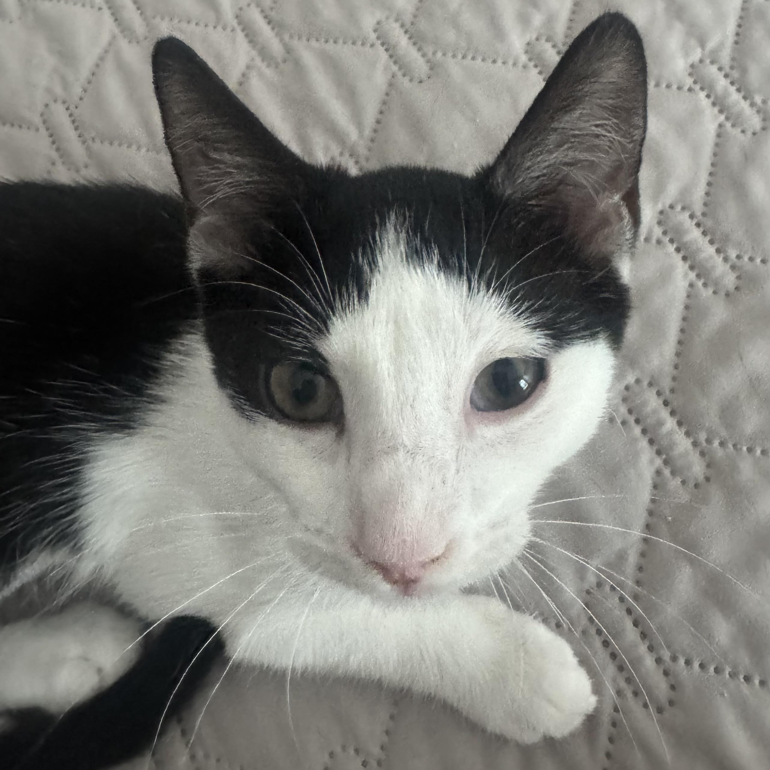 Kalea, a ADOPTABLE Domestic Short Hair in Memphis, TN image 3/6