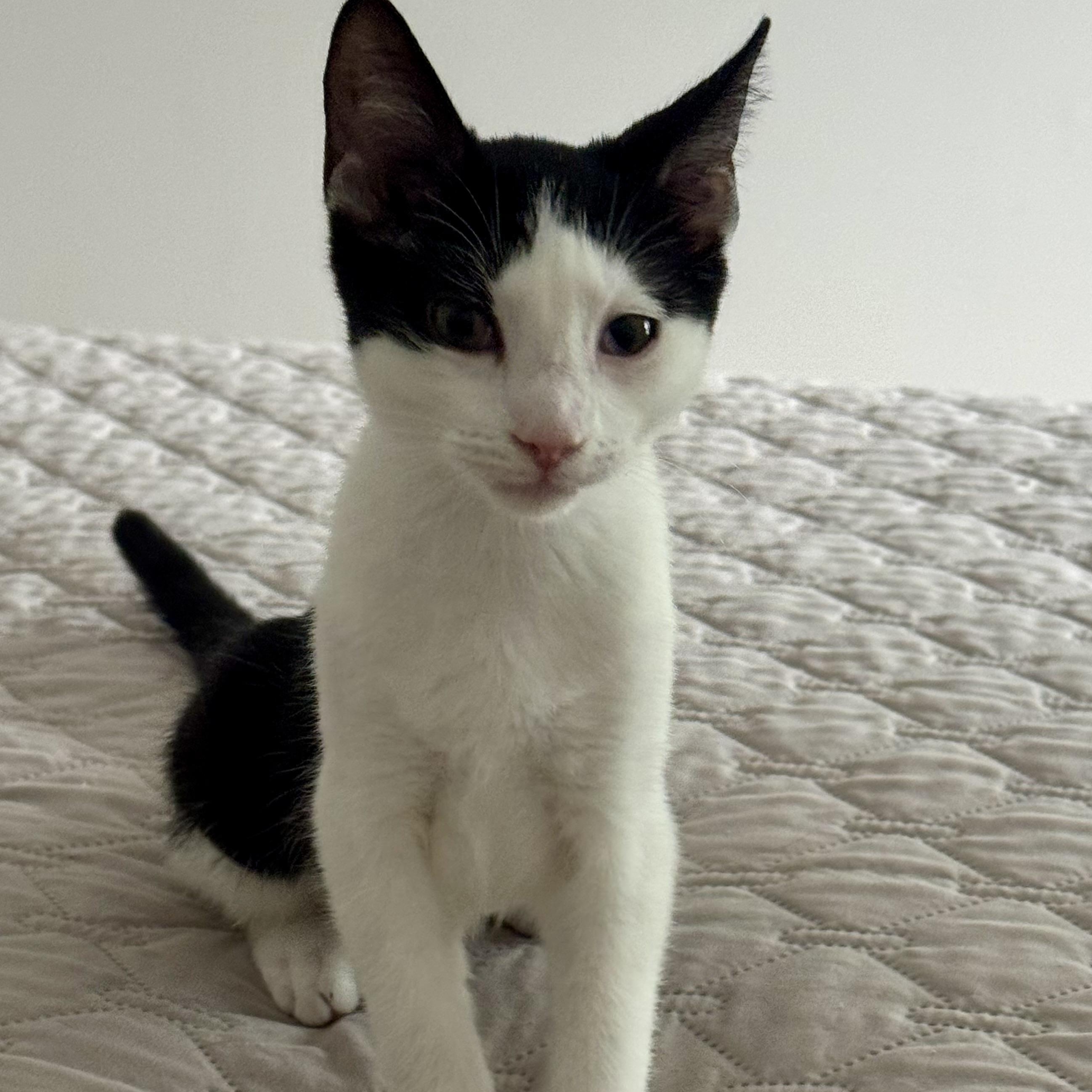 Kalea, a ADOPTABLE Domestic Short Hair in Memphis, TN image 5/6