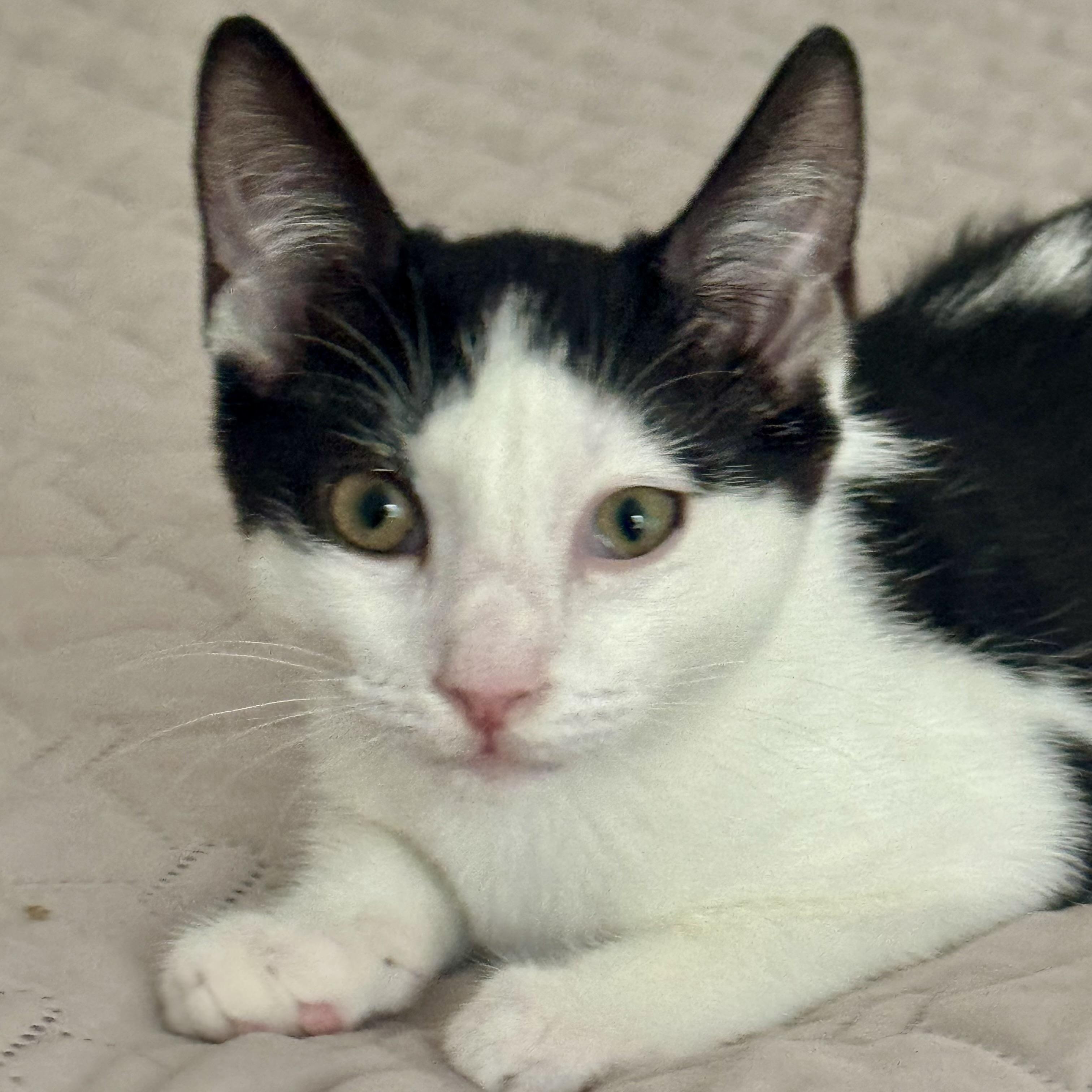 Kalea, a ADOPTABLE Domestic Short Hair in Memphis, TN image 1/6