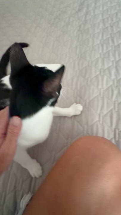 Enlarge Kalea, a Adoptable Domestic Short Hair in Memphis, TN video 2/6