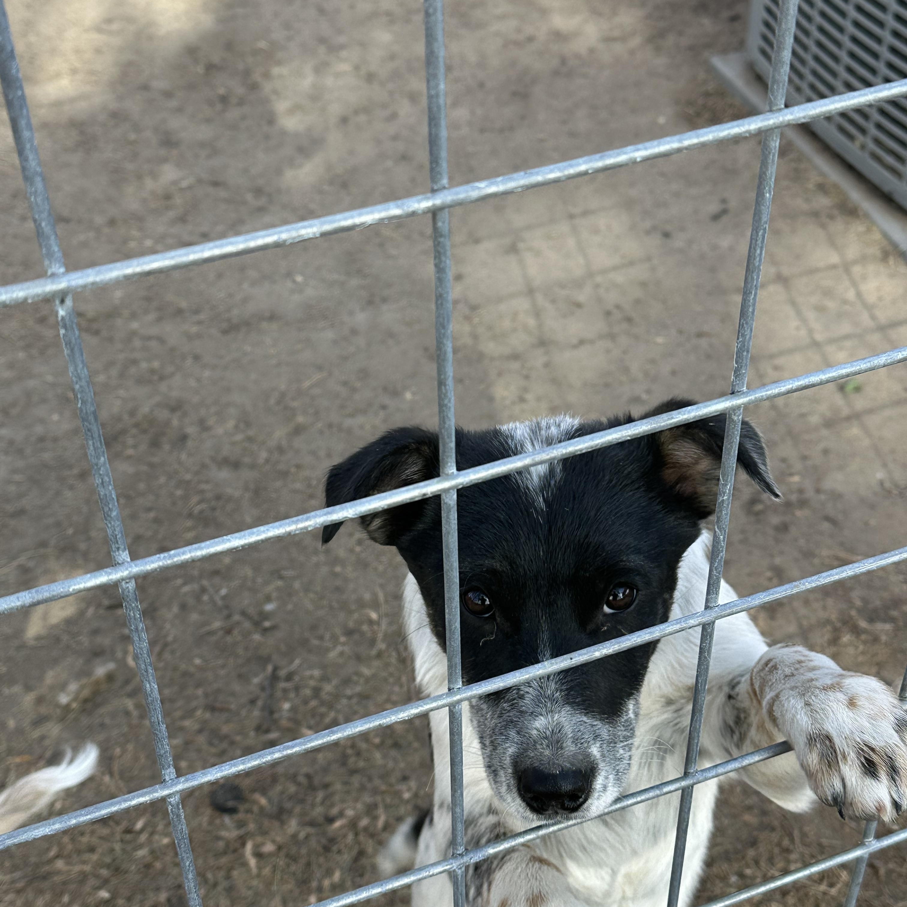 BANDETTE, ADOPTABLE, Puppy Female Australian Cattle Dog / Blue Heeler & Airedale Terrier.