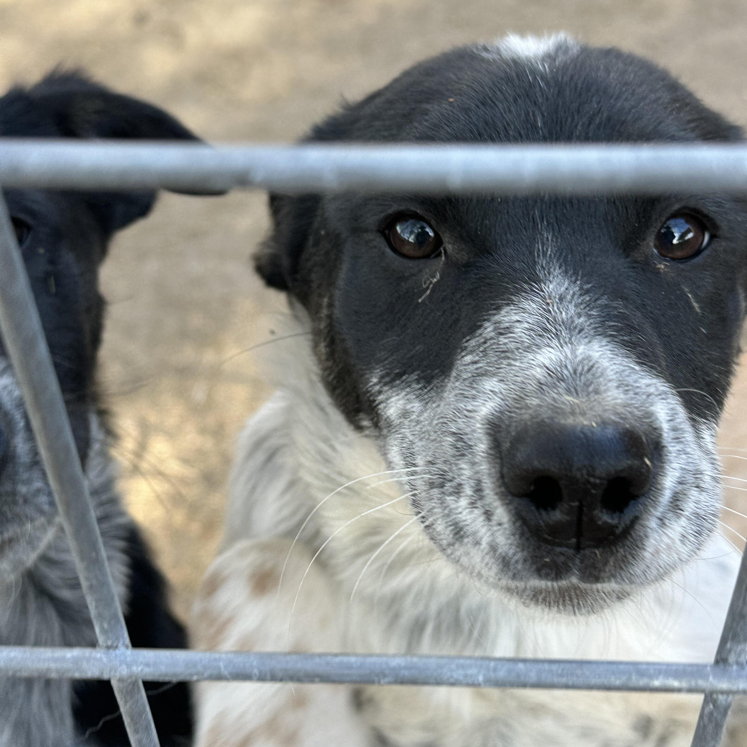 BANDETTE, ADOPTABLE, Puppy Female Australian Cattle Dog / Blue Heeler & Airedale Terrier.