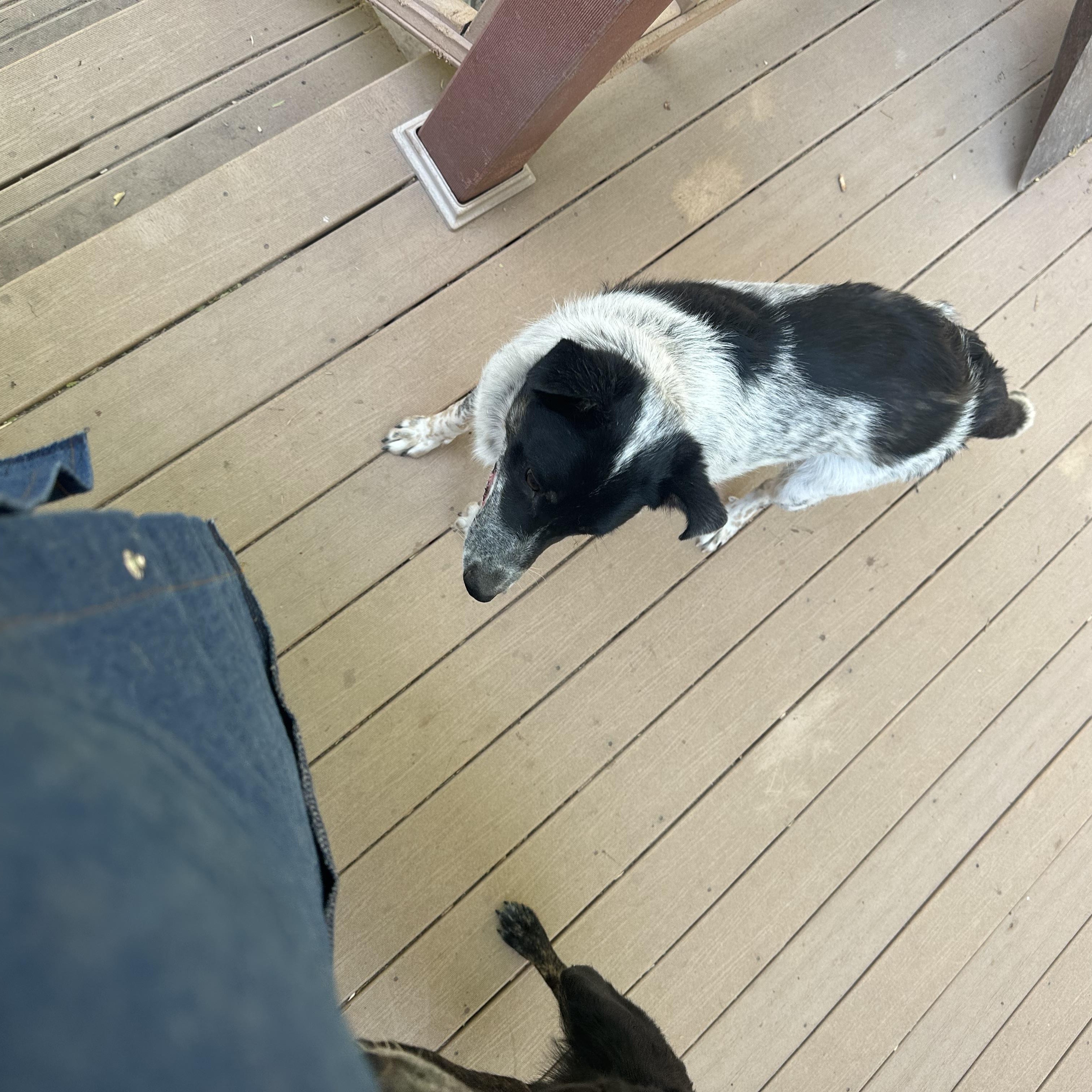 Enlarge BANDETTE, a ADOPTABLE mixed breed in Dubois, WY image 3/3