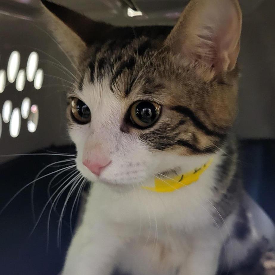 Luma — thumbnail 2