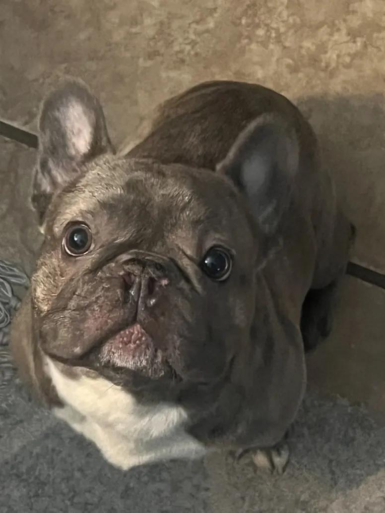 Dodger, Adoptable, Young Male French Bulldog.