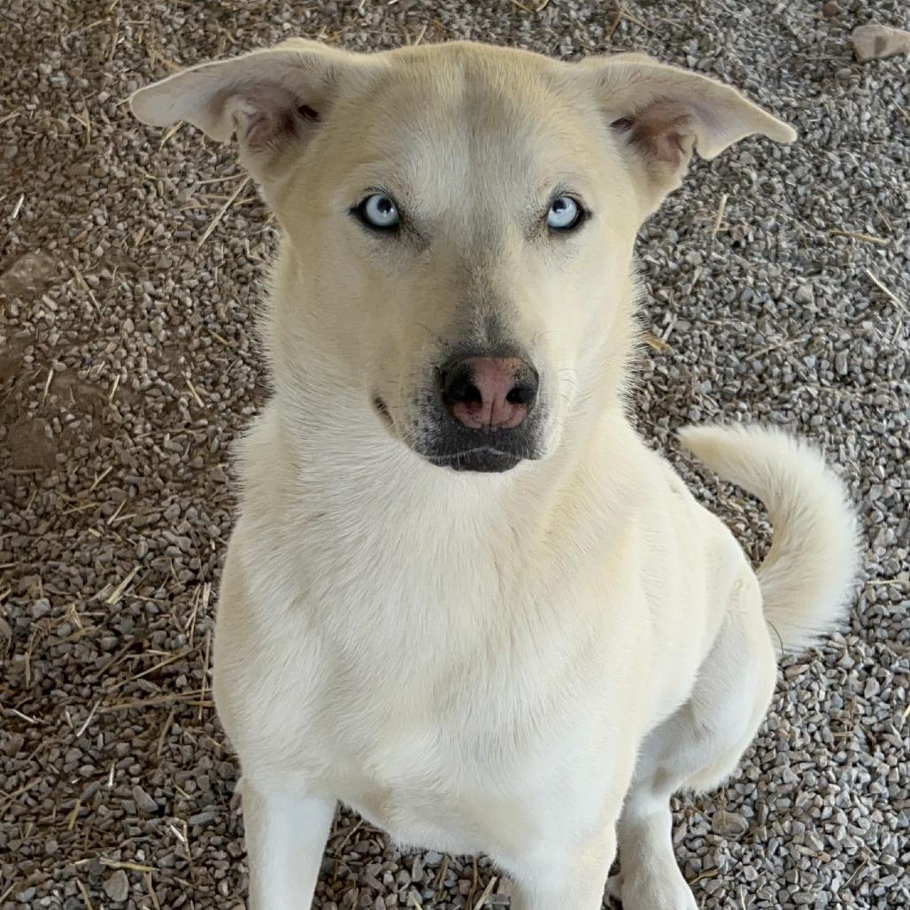 Enlarge Cocaina, a Adoptable mixed breed in Washburn, MO image 1/2