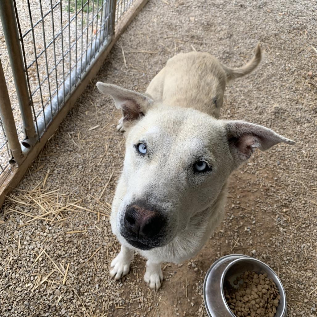 Enlarge Cocaina, a Adoptable mixed breed in Washburn, MO image 2/2
