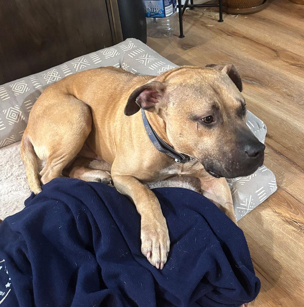 Enlarge Chester, a ADOPTABLE mixed breed in Bowie, MD image 3/4