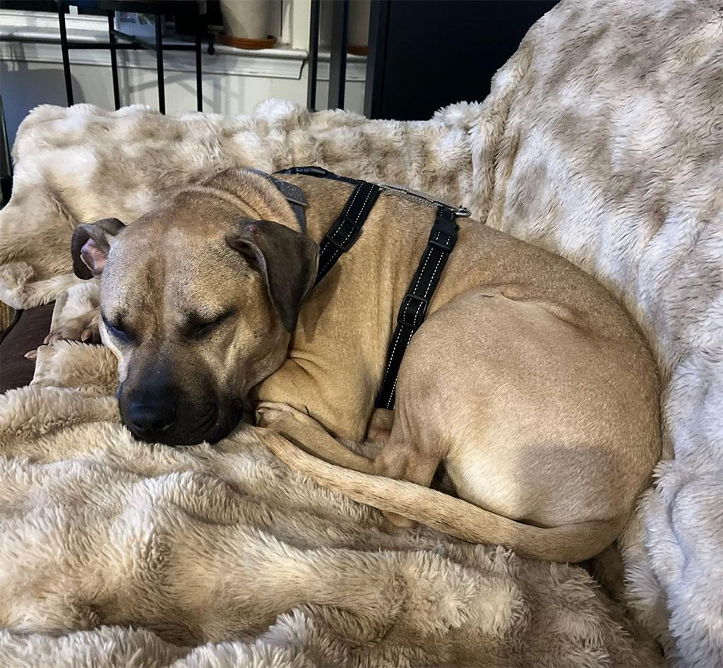 Enlarge Chester, a ADOPTABLE mixed breed in Bowie, MD image 3/6