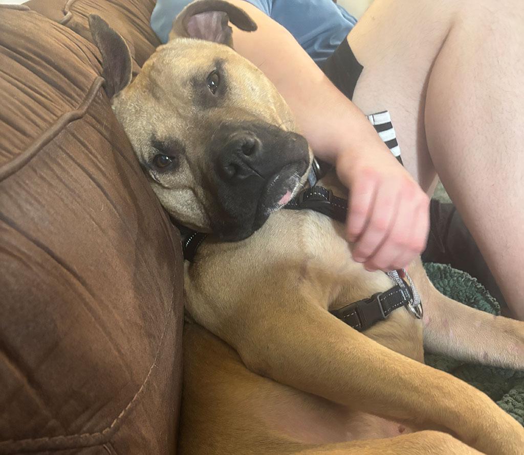 Chester, ADOPTABLE, Young Male Catahoula Leopard Dog & Black Mouth Cur.