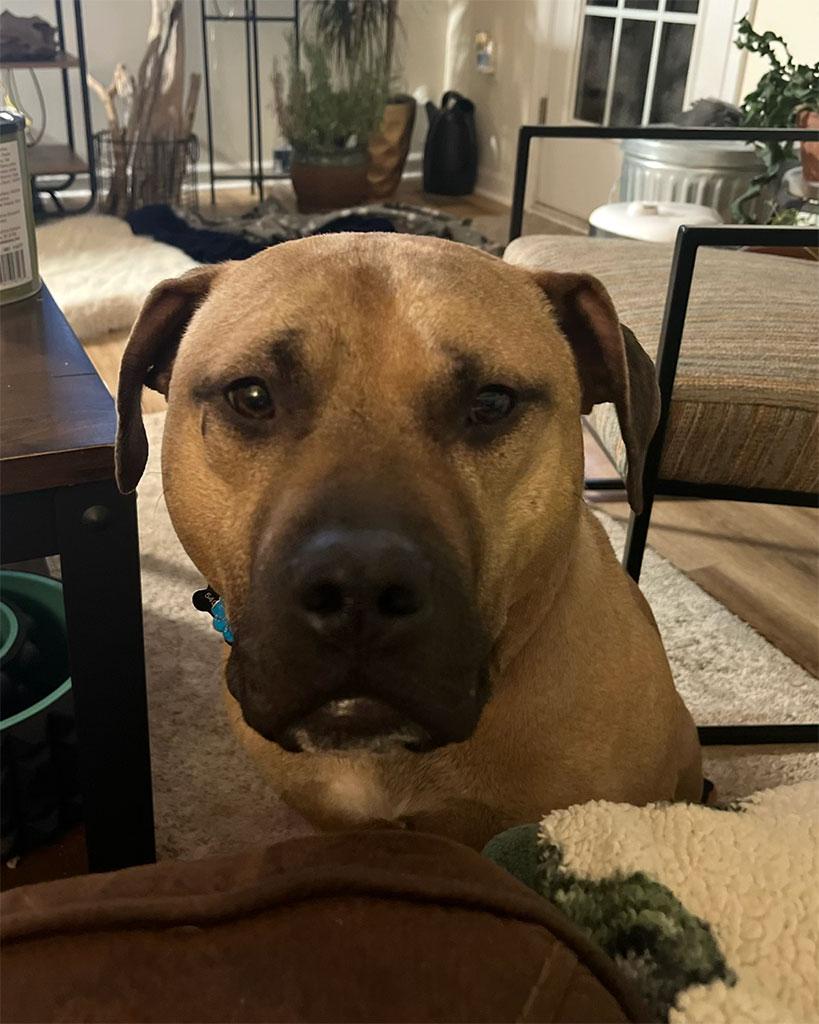 Chester, ADOPTABLE, Young Male Catahoula Leopard Dog & Black Mouth Cur.