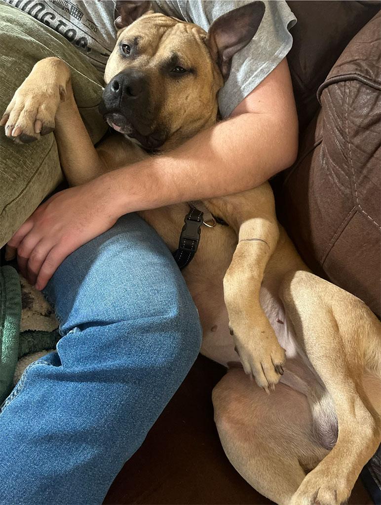 Enlarge Chester, a ADOPTABLE mixed breed in Bowie, MD image 2/6