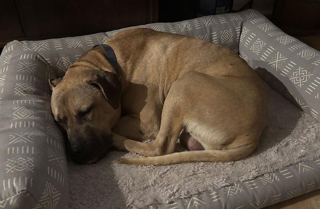 Enlarge Chester, a ADOPTABLE mixed breed in Bowie, MD image 4/4