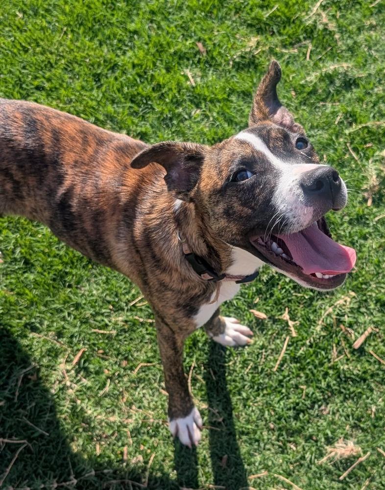 Enlarge Scottie, a Adoptable mixed breed in Shawnee, OK image 2/6