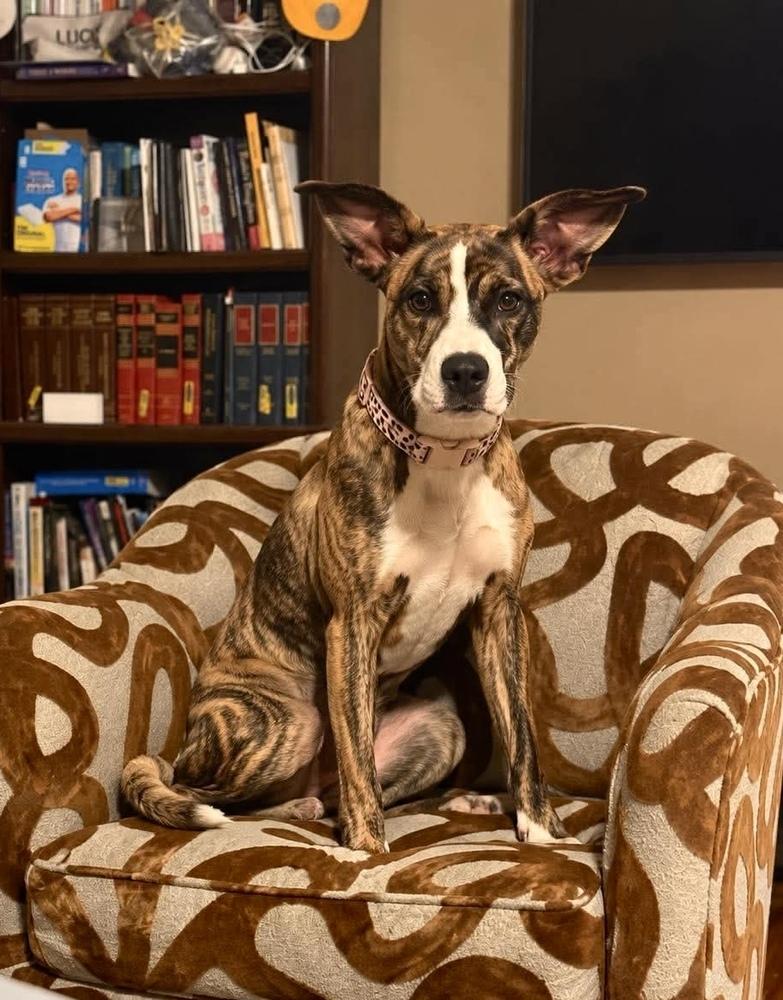 Enlarge Scottie, a Adoptable mixed breed in Shawnee, OK image 4/6