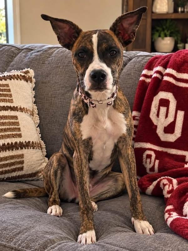 Enlarge Scottie, a Adoptable mixed breed in Shawnee, OK image 5/6
