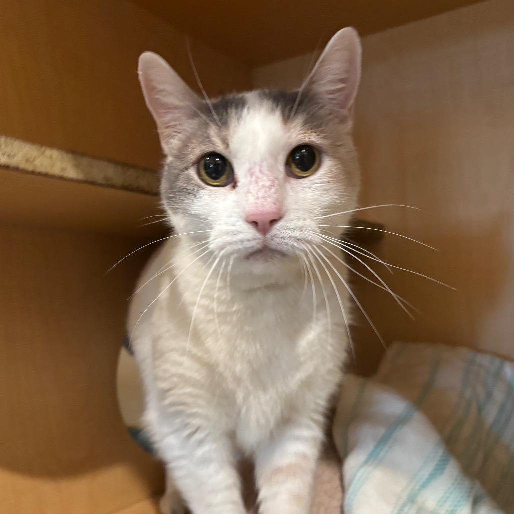 Enlarge Cinema, a Adoptable Domestic Short Hair in Washington Township, OH image 2/5