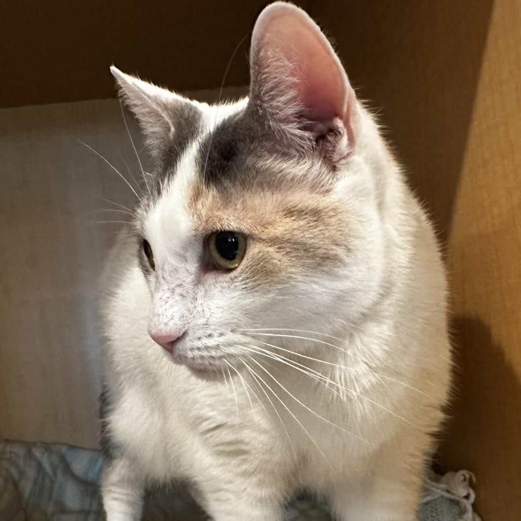 Enlarge Cinema, a Adoptable Domestic Short Hair in Washington Township, OH image 3/5