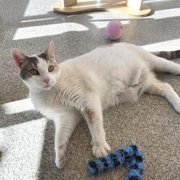 Enlarge Cinema, a Adoptable Domestic Short Hair in Washington Township, OH image 4/5