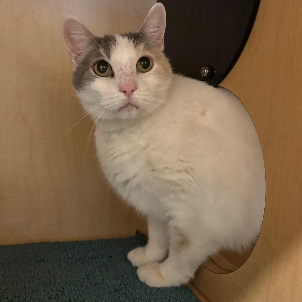 Enlarge Cinema, a Adoptable Domestic Short Hair in Washington Township, OH image 5/5