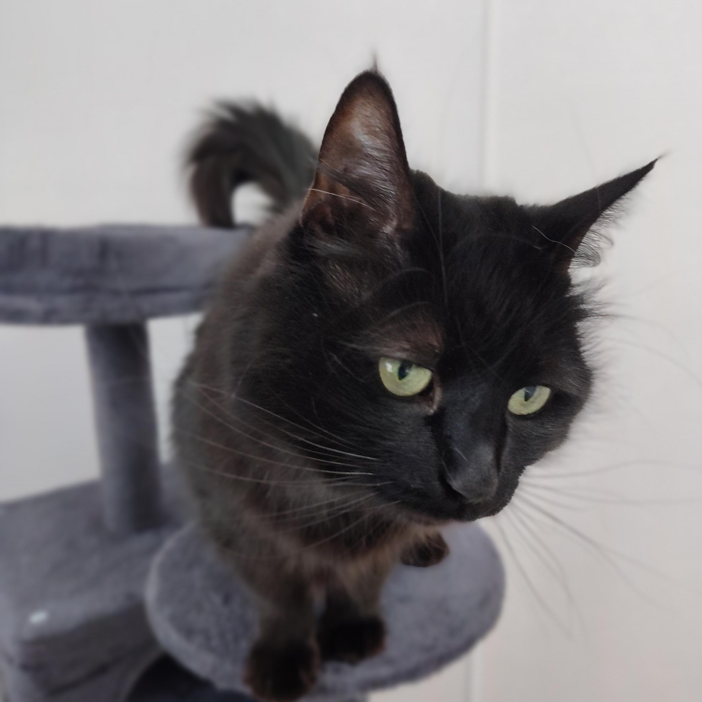 Enlarge Rona, a Adoptable Domestic Long Hair in Stockbridge, MI image 1/4