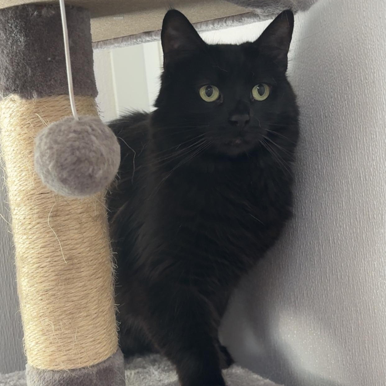 Enlarge Rona, a Adoptable Domestic Long Hair in Stockbridge, MI image 4/4