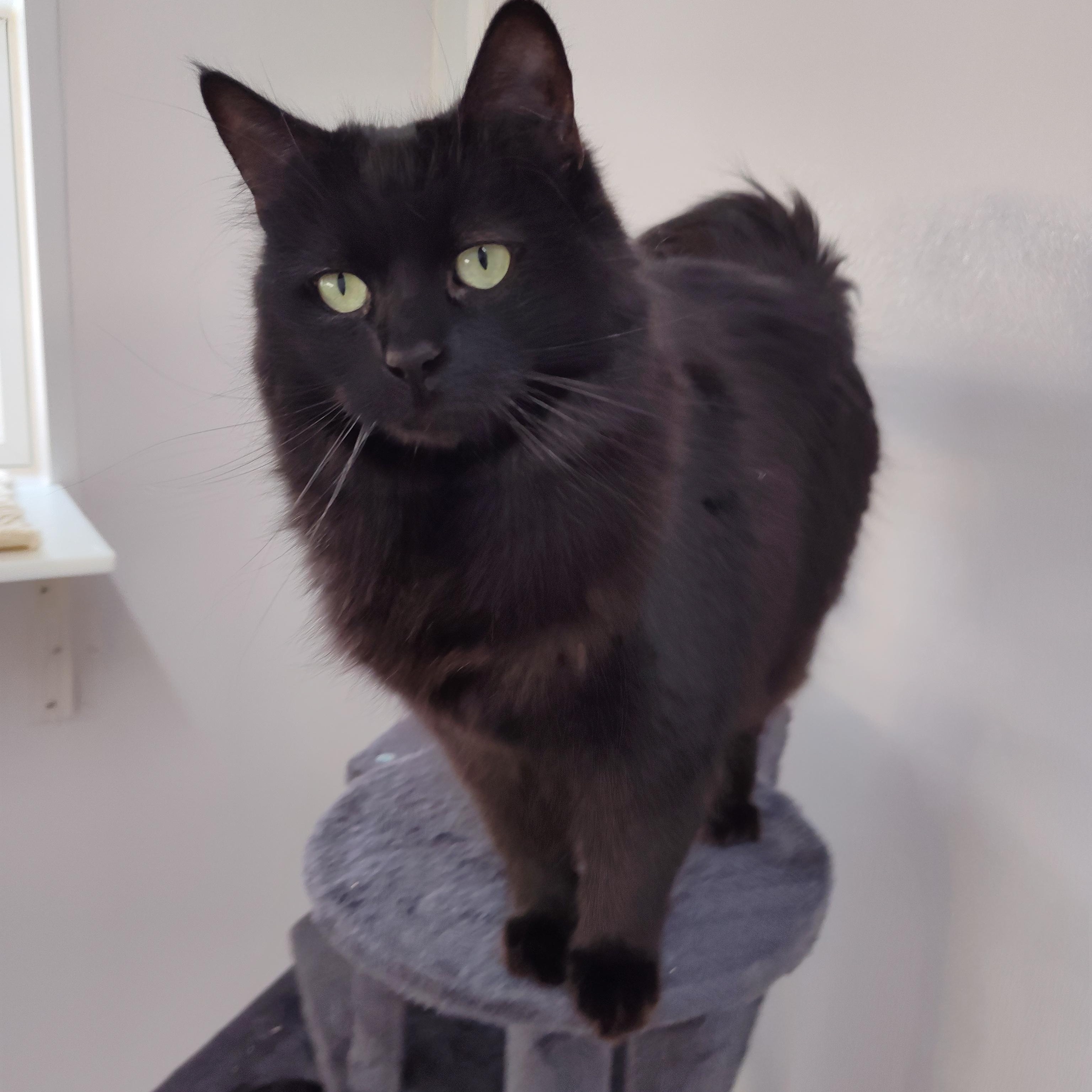 Enlarge Rona, a Adoptable Domestic Long Hair in Stockbridge, MI image 2/4