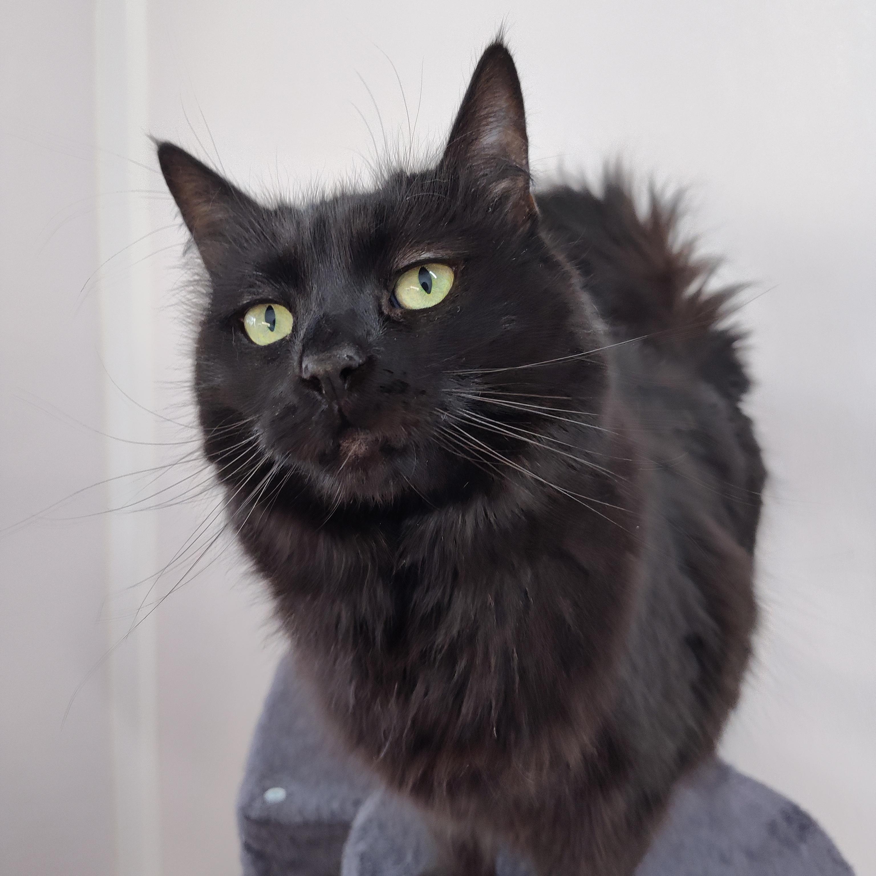 Enlarge Rona, a Adoptable Domestic Long Hair in Stockbridge, MI image 3/4