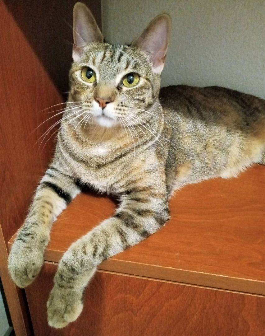 Enlarge Hopeful Mia, a Adoptable Tabby in Houston, TX image 5/5