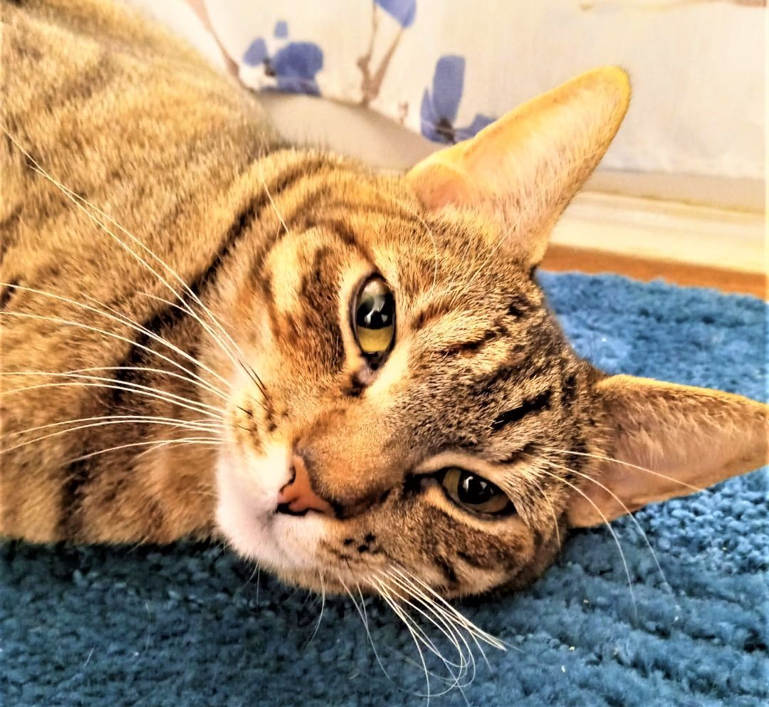 Enlarge Hopeful Mia, a Adoptable Tabby in Houston, TX image 4/5