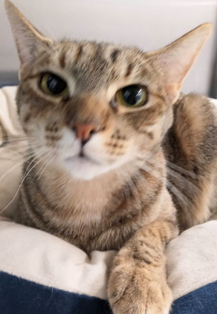 Enlarge Hopeful Mia, a Adoptable Tabby in Houston, TX image 2/5