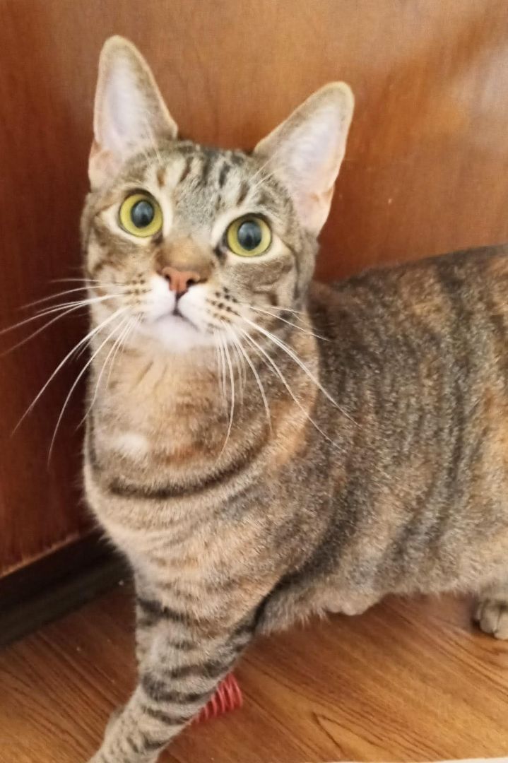 Enlarge Hopeful Mia, a Adoptable Tabby in Houston, TX image 1/5