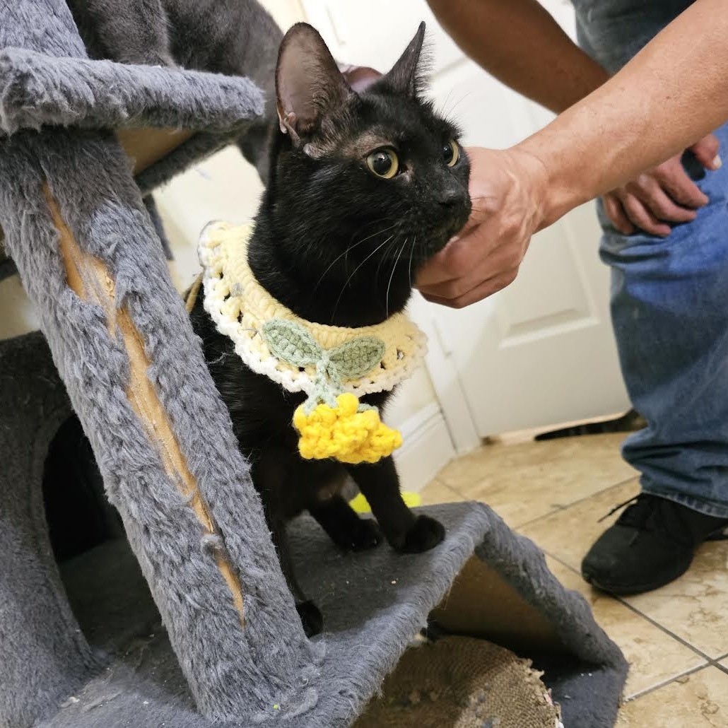 China, a Adoptable Bombay in Vernon , CT image 4/6