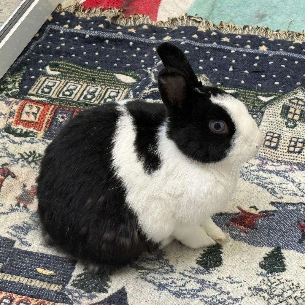Enlarge Hetty, a Adoptable American in Pasadena, CA image 1/3