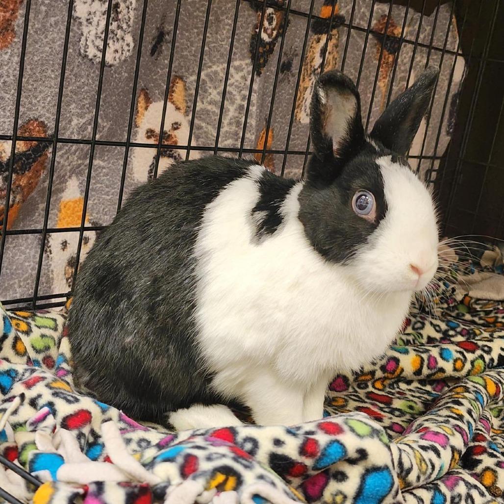 Enlarge Hetty, a Adoptable American in Pasadena, CA image 2/3