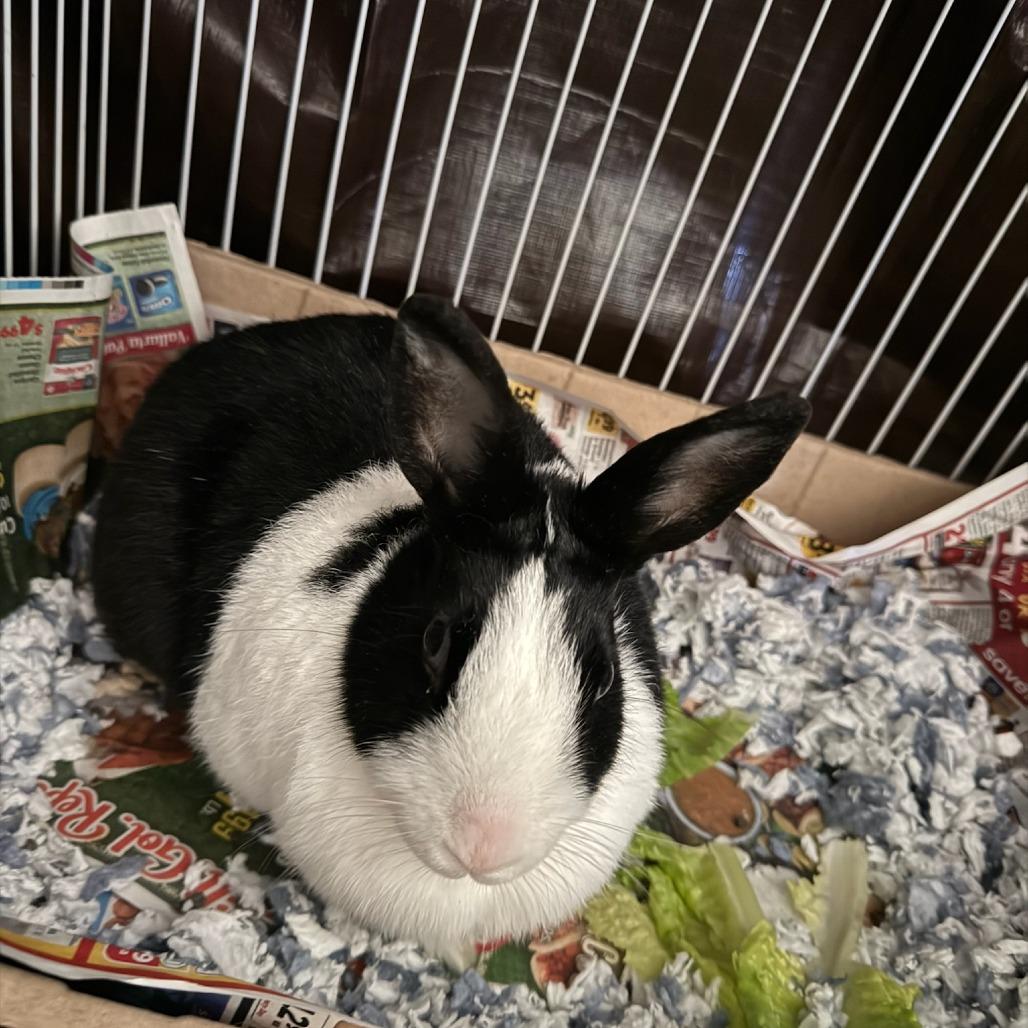 Enlarge Hetty, a Adoptable American in Pasadena, CA image 3/3