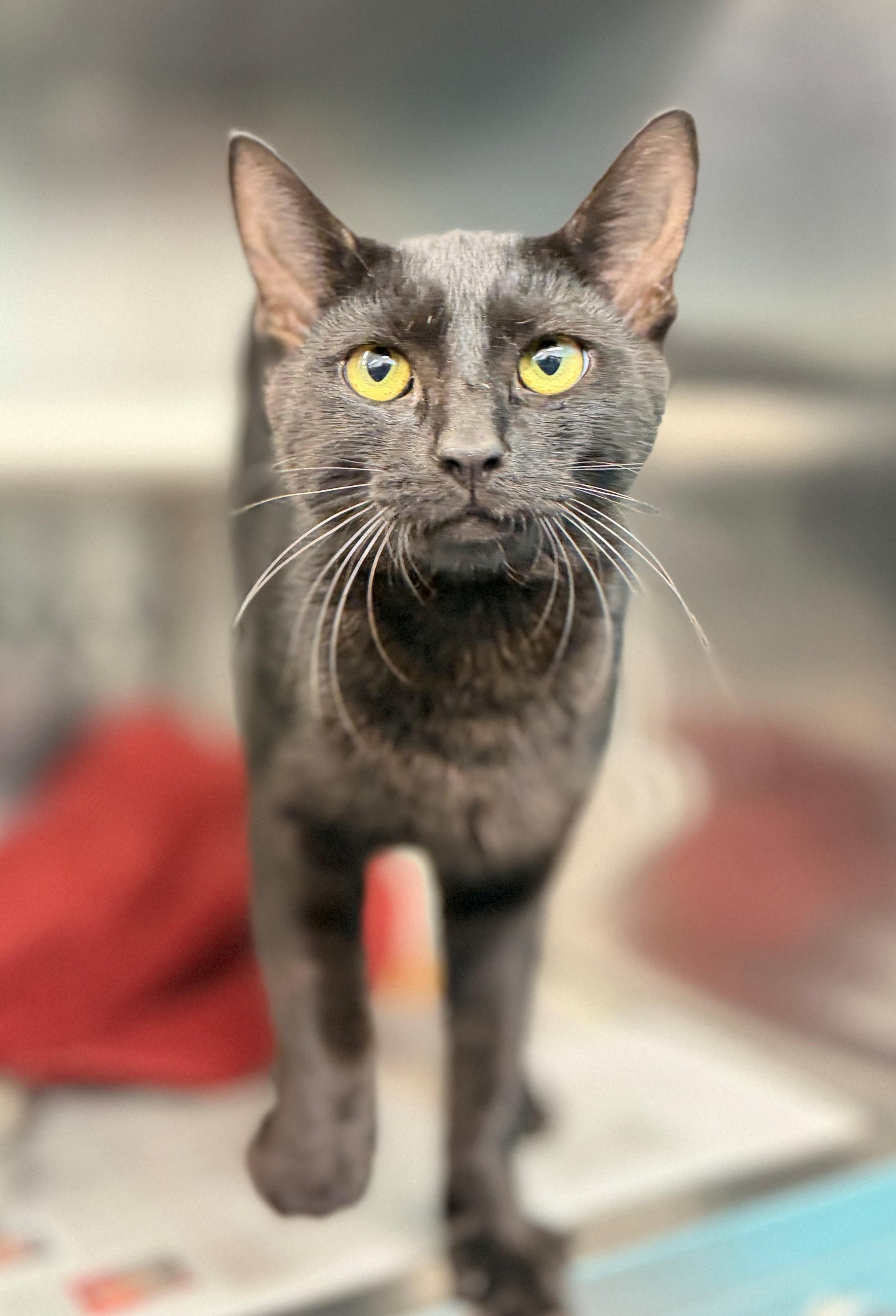Notorious C.A.T., adopted, Adult Male Domestic Short Hair.