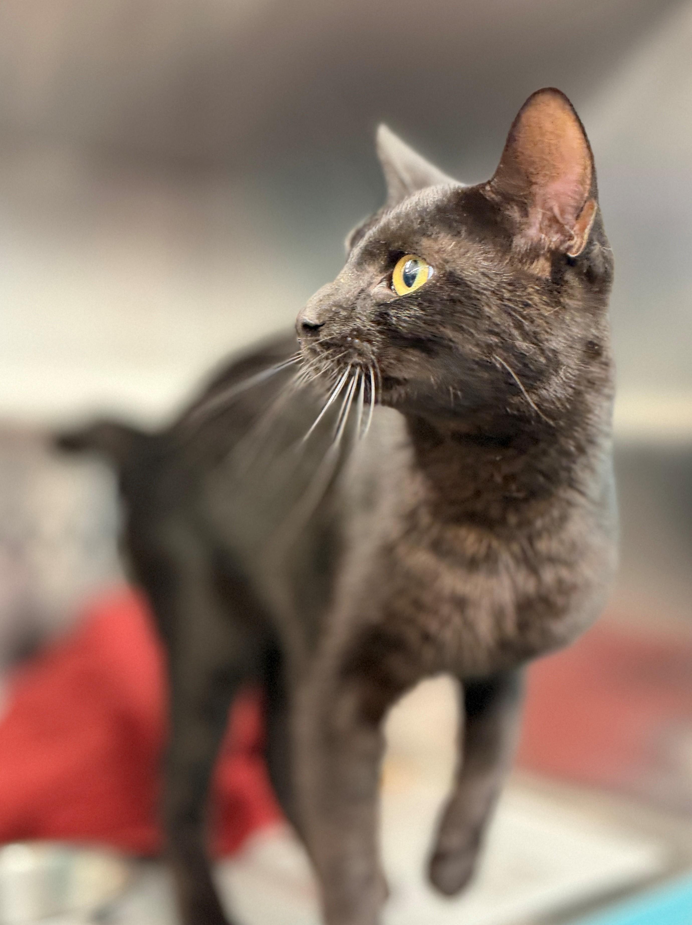 Notorious C.A.T., an adopted Domestic Short Hair in Hamilton, ON image 2/3