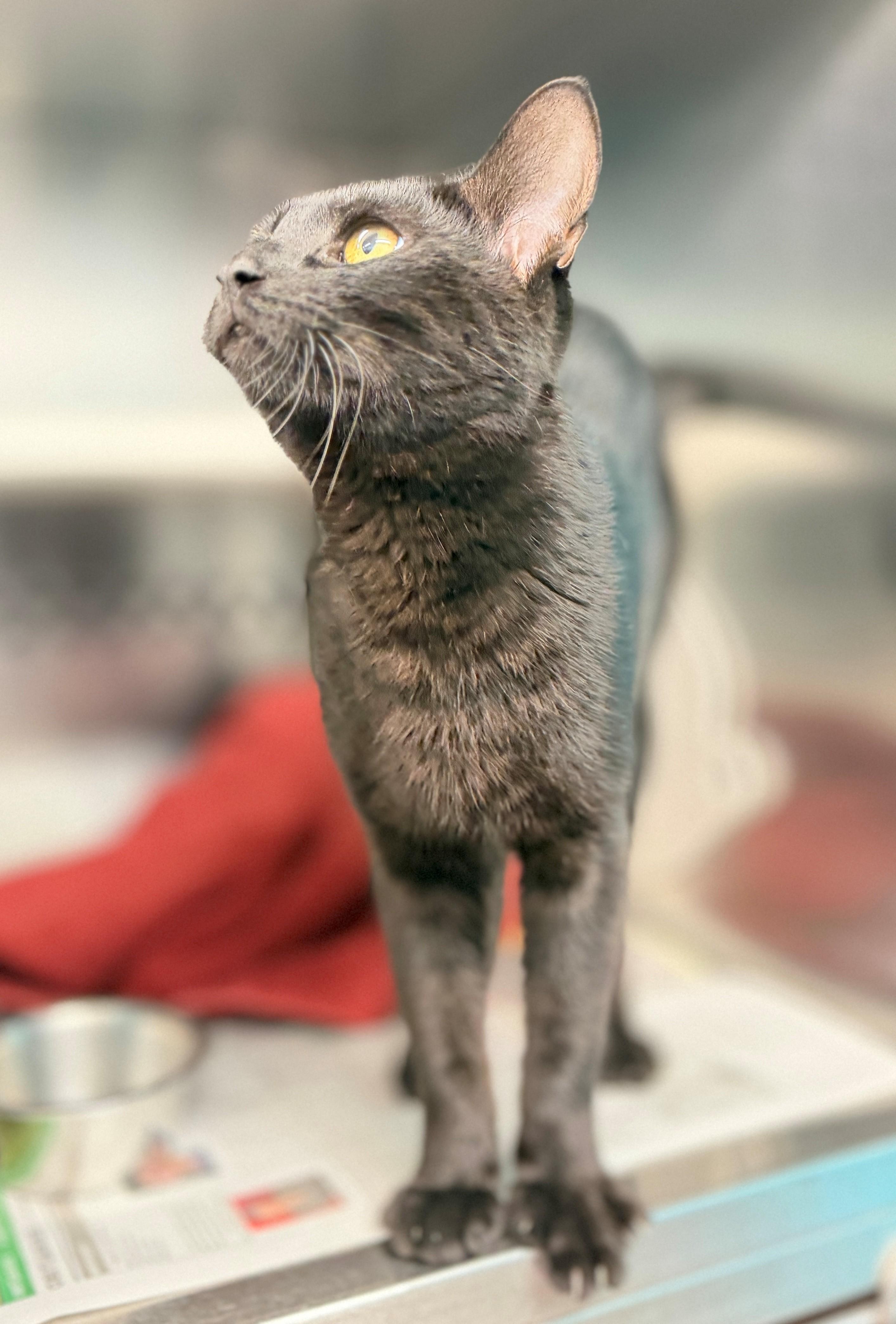 Notorious C.A.T., an adopted Domestic Short Hair in Hamilton, ON image 3/3
