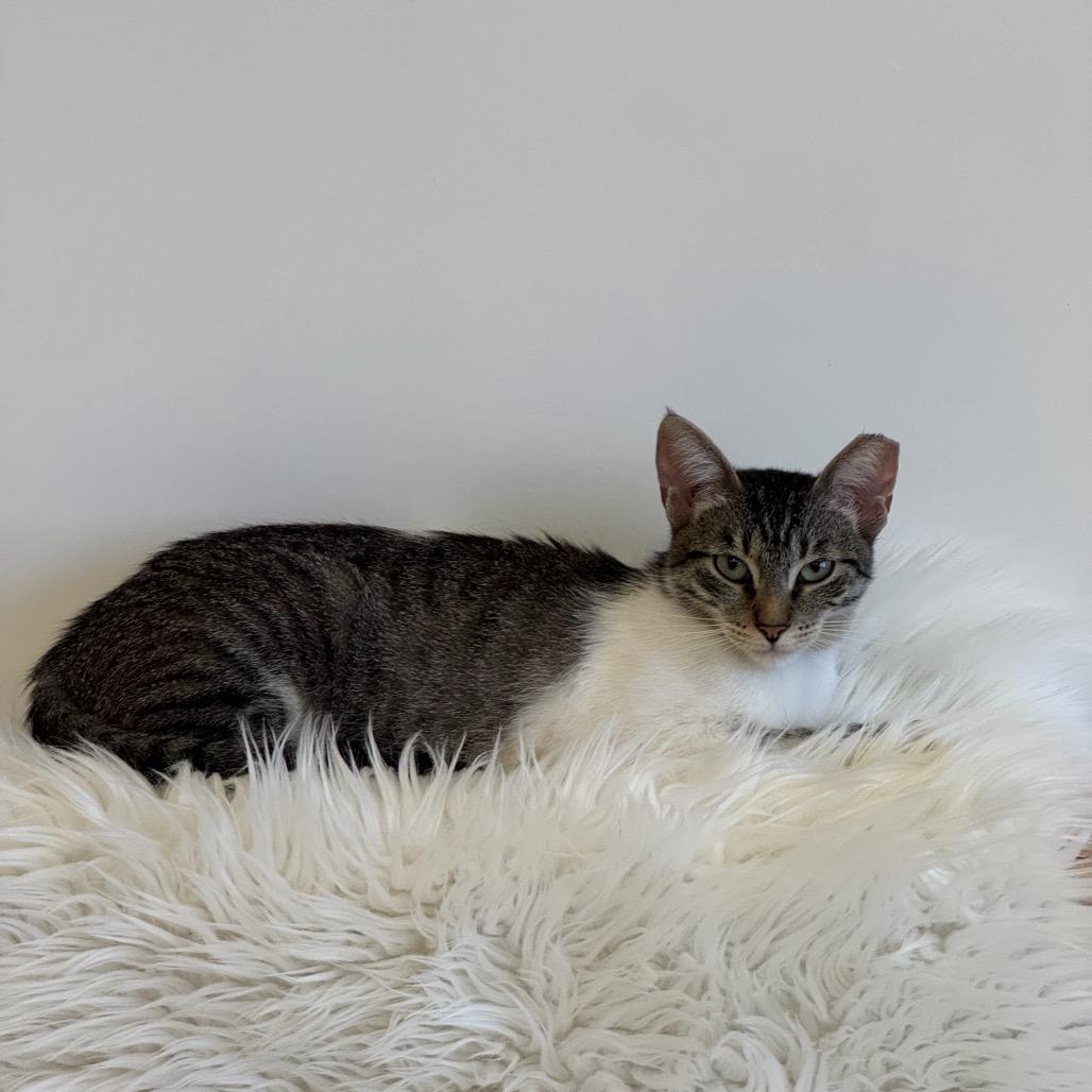 Maxine, Adoptable, Adult Female Siamese.