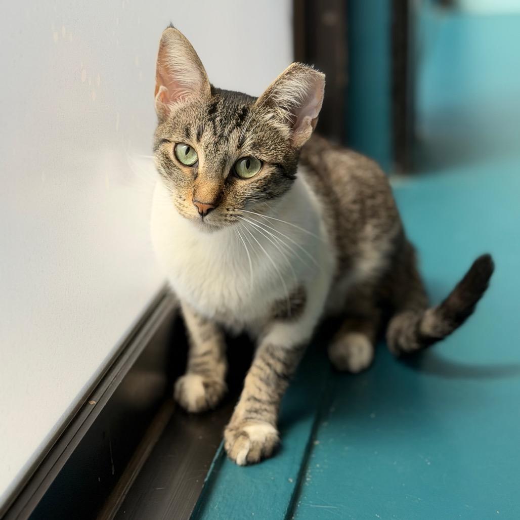 Enlarge Maxine, a Adoptable Siamese in Pacific Palisades, CA image 2/6