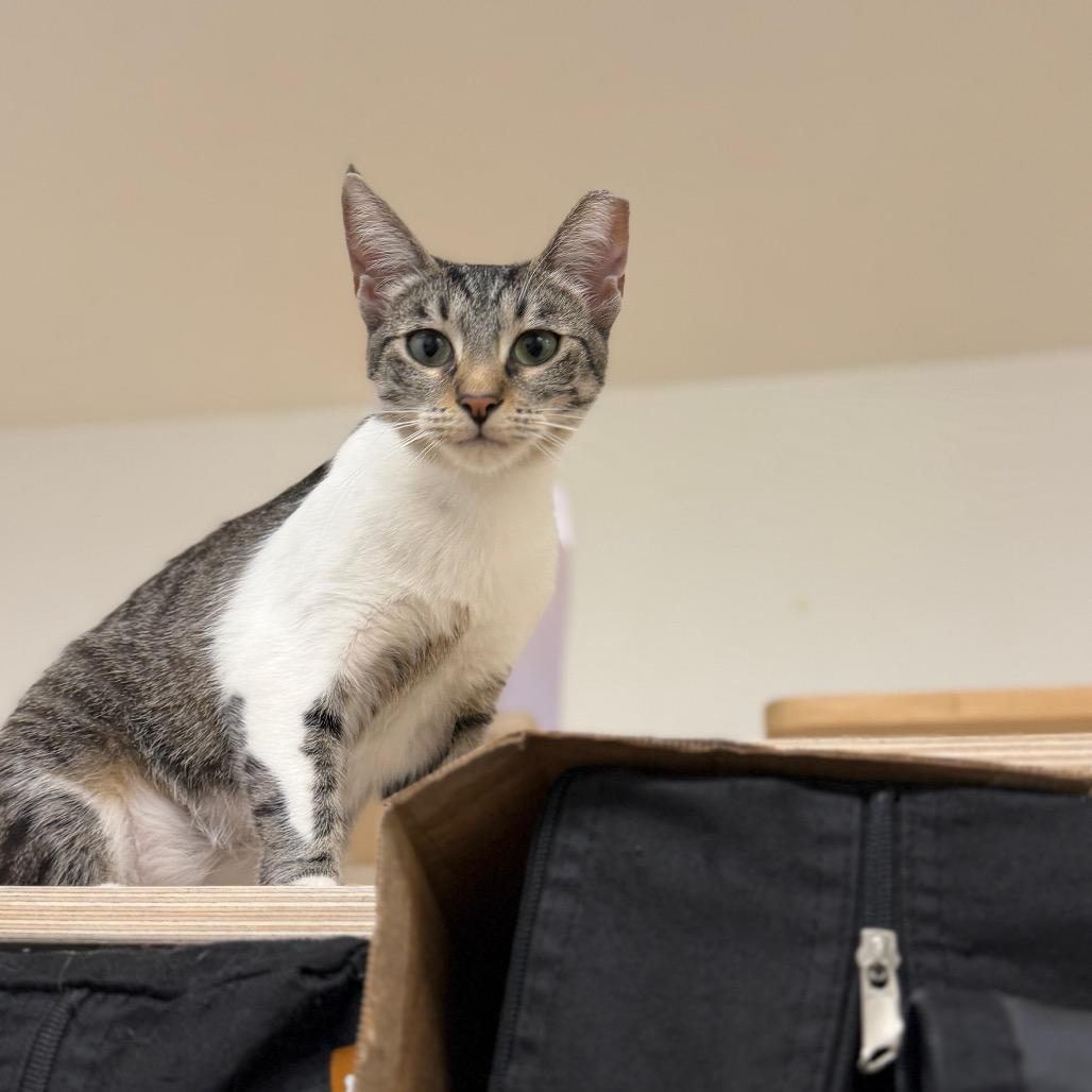 Enlarge Maxine, a Adoptable Siamese in Pacific Palisades, CA image 4/6