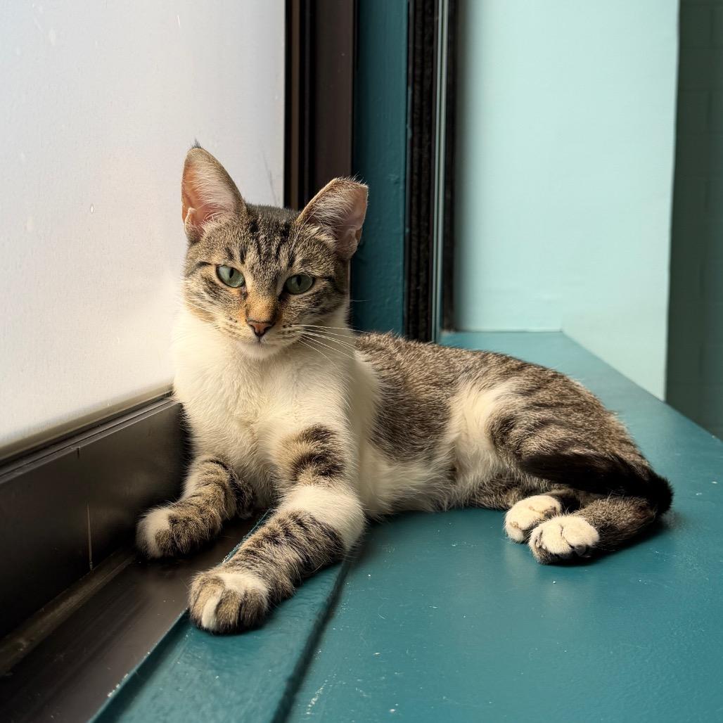 Enlarge Maxine, a Adoptable Siamese in Pacific Palisades, CA image 5/6
