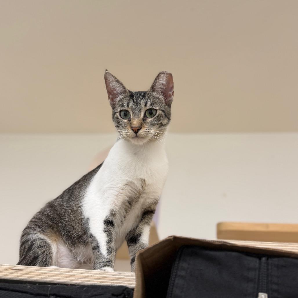 Enlarge Maxine, a Adoptable Siamese in Pacific Palisades, CA image 6/6