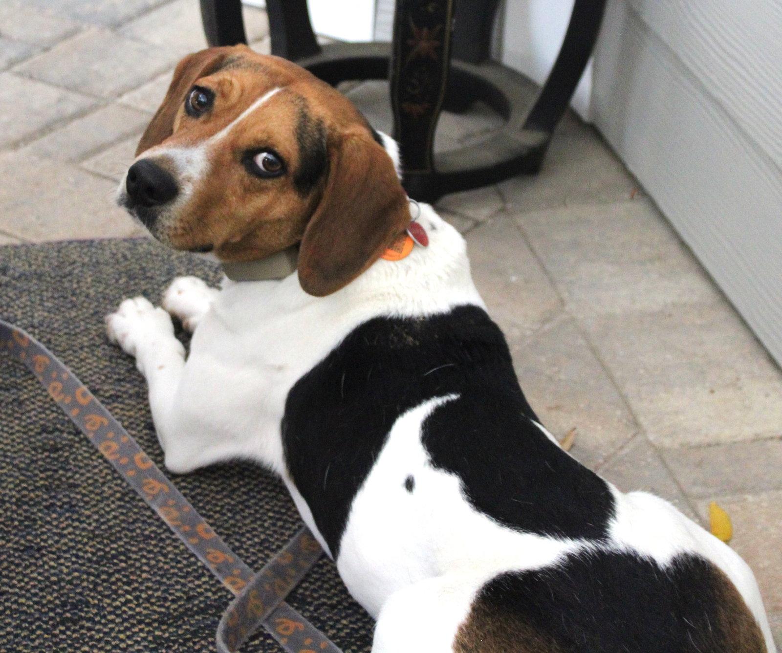 Enlarge Bourbon, a Adoptable Beagle in Dunnellon, FL image 1/3