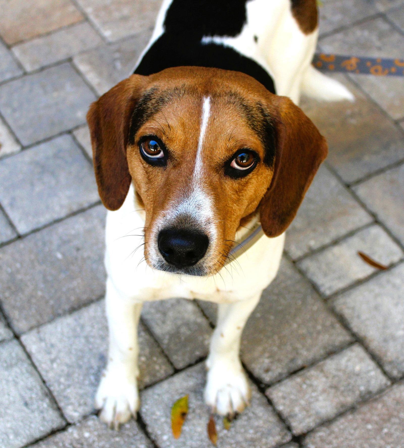 Enlarge Bourbon, a Adoptable Beagle in Dunnellon, FL image 2/3