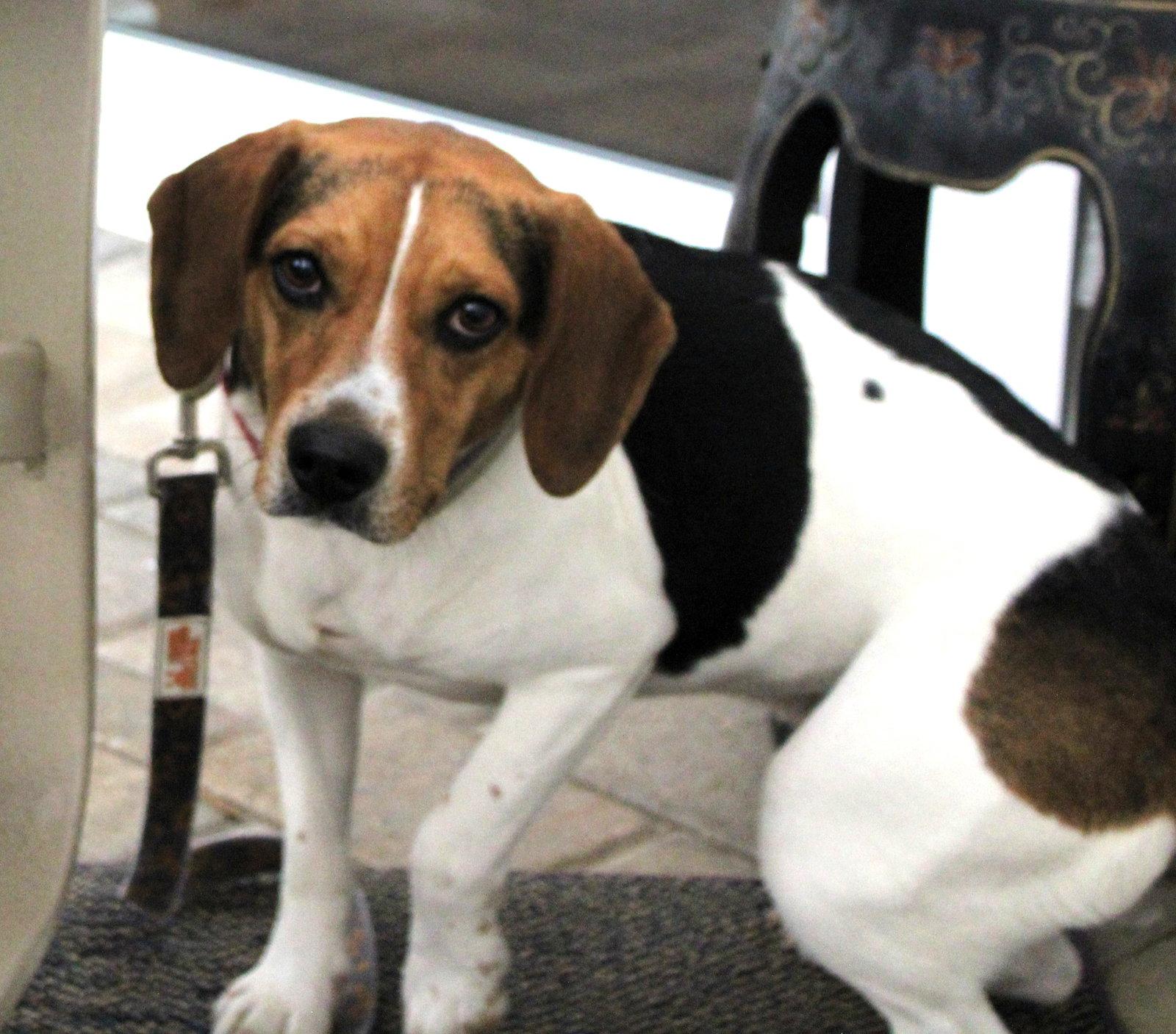 Enlarge Bourbon, a Adoptable Beagle in Dunnellon, FL image 3/3
