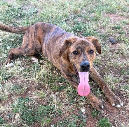 Jay, a Adoptable Mountain Cur in Carrollton, GA image 1/3